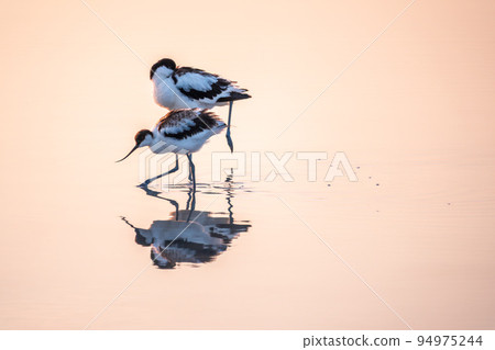 Two Water birds pied avocet, Recurvirostra avosetta, standing in the water in pink sunset light. The pied avocet is a large black and white wader with long, upturned beak Two Water birds pied avocet, Recurvirostra avosetta, standing in the water in pink sunset light. The pied avocet is a large black and white wader with long, upturned beak 94975244