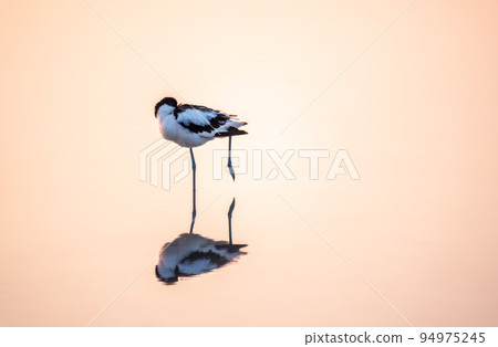 Water bird pied avocet, Recurvirostra avosetta, standing in the water in pink sunset light. The pied avocet is a large black and white wader with long, upturned beak Water bird pied avocet, Recurvirostra avosetta, standing in the water in pink sunset light. The pied avocet is a large black and white wader with long, upturned beak 94975245