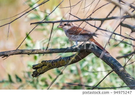 Juvenile Red-backed Shrike sitting on a tree branch. Juvenile Red-backed Shrike sitting on a tree branch. 94975247