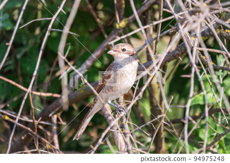 Juvenile Red-backed Shrike sitting on a tree branch. Juvenile Red-backed Shrike sitting on a tree branch. 94975248