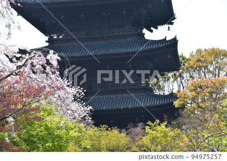 日本京都府京都市春天的東寺,五層寶塔,國寶,美麗的櫻花花瓣在風中翩翩起舞 日本京都府京都市春天的東寺,五層寶塔,國寶,美麗的櫻花花瓣在風中翩翩起舞 94975257