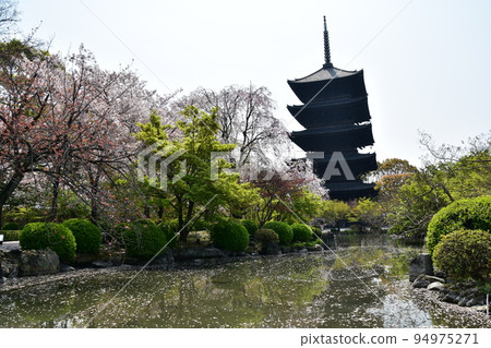 日本京都府京都市春天的東寺 櫻花盛開和國寶五層寶塔 花園池塘中寶塔的倒影 94975271