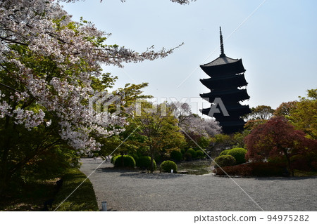 日本京都府京都市,春天的東寺,盛開的櫻花和國寶五層寶塔,有美麗植物的日本花園 日本京都府京都市,春天的東寺,盛開的櫻花和國寶五層寶塔,有美麗植物的日本花園 94975282