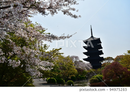 日本京都府京都市,春天的東寺,盛開的櫻花和國寶五層寶塔,有美麗植物的日本花園 日本京都府京都市,春天的東寺,盛開的櫻花和國寶五層寶塔,有美麗植物的日本花園 94975283