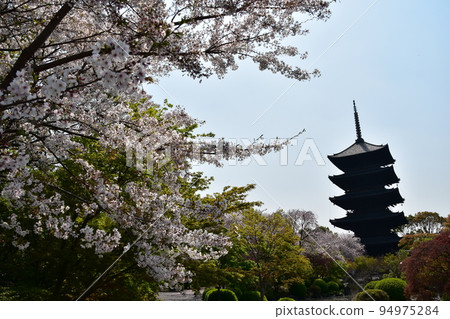 日本京都府京都市,春天的東寺,盛開的櫻花和國寶五層寶塔,有美麗植物的日本花園 日本京都府京都市,春天的東寺,盛開的櫻花和國寶五層寶塔,有美麗植物的日本花園 94975284