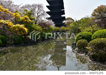 日本京都府京都市春天的東寺 櫻花盛開和國寶五層寶塔 花園池塘中寶塔的倒影 94975295