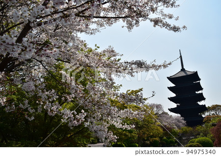 日本京都府京都市，春天的東寺，盛開的櫻花和國寶五層寶塔，有美麗植物的日本花園 94975340