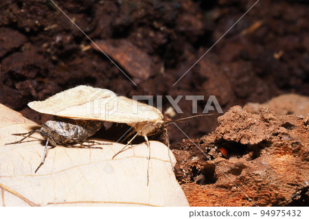 Cross-sif悅達尺(交配) Cross-sif悅達尺(交配) 94975432