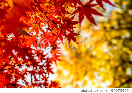 Looking up at the fiery red maple leaves Background material of maple leaves Autumn image Sunset color golden color Looking up at the fiery red maple leaves Background material of maple leaves Autumn image Sunset color golden color 94975465