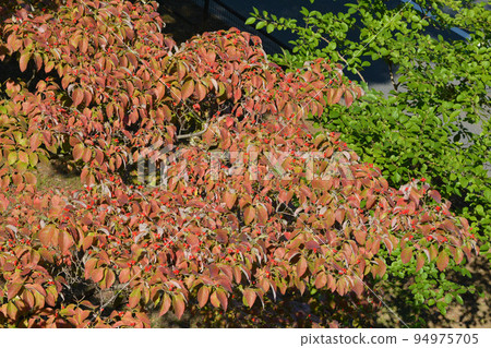 Autumn leaves dogwood 2 Autumn leaves dogwood 2 94975705