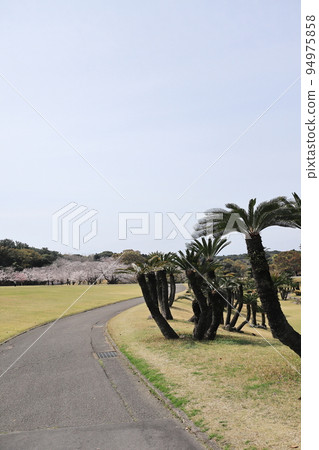 Landscape of cycads and cherry blossoms in spring Landscape of cycads and cherry blossoms in spring 94975858