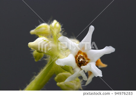 A macro shot of the white flowers of the wild grass "Iwa tobacco", which has a lovely hairy and primitive appearance. 94976283