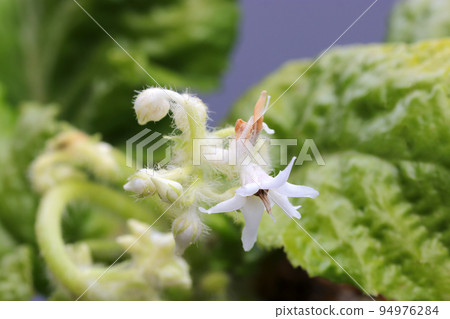 野草“岩煙”的白色花朵微距拍攝，長著可愛的毛茸茸的原始外觀。 94976284