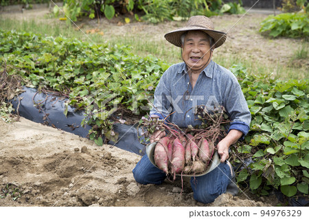 快樂的老人享受家庭花園、甘藷收穫、日本人 94976329