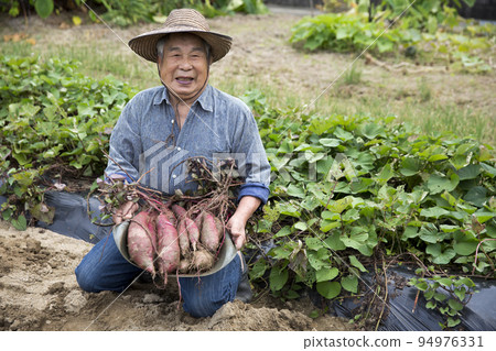 快樂的老人享受家庭花園、甘藷收穫、日本人 94976331