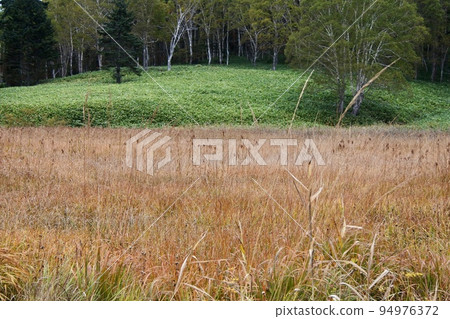 平靜的秋日，小澤沼湖的秋葉盛開 94976372