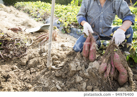 收穫紅薯，日本男人 94976400
