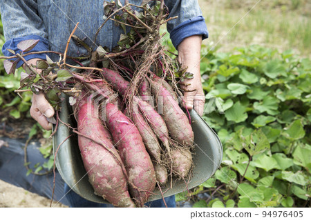 收穫紅薯，日本男人 94976405