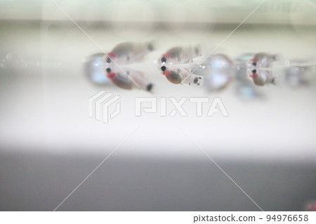 fish, fishes, freshwater fish 94976658