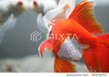 beautiful goldfish scales beautiful goldfish scales 94976659