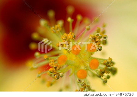 美麗的芙蓉雄蕊和雌蕊的宏觀圖像,看起來像是鑲滿了金珠寶 美麗的芙蓉雄蕊和雌蕊的宏觀圖像,看起來像是鑲滿了金珠寶 94976726