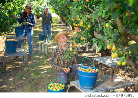 Man farmer picking ripe pears in garden Man farmer picking ripe pears in garden 94976993