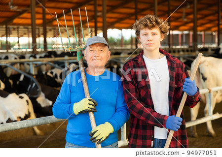 Elderly farmer standing with teenage grandson near stall with cows 94977051