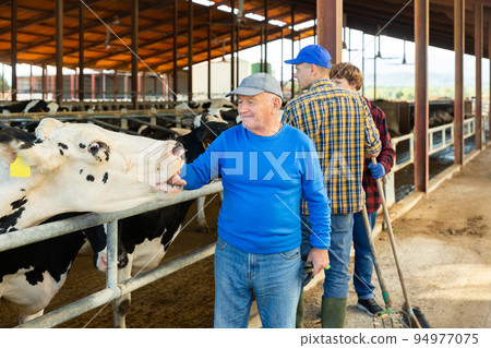 Various aged farmers in cowshed 94977075