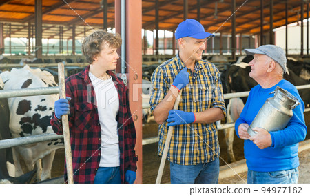 Positive elderly livestock farm owner talking to workers in cowshed Positive elderly livestock farm owner talking to workers in cowshed 94977182