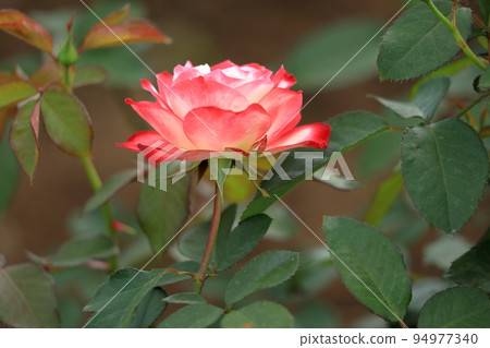 玫瑰粉紅色玫瑰花 玫瑰粉紅色玫瑰花 94977340