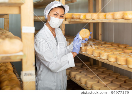 Female cheese dairy worker in protective mask checks the quality of cheese Female cheese dairy worker in protective mask checks the quality of cheese 94977379