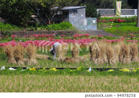 Elderly people who do farm work 94978258