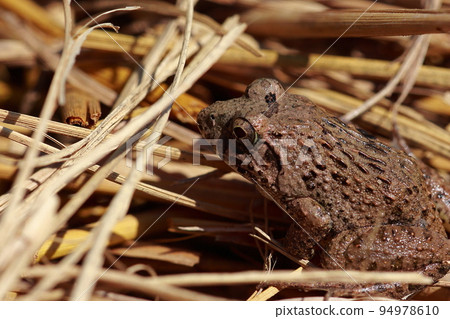 A wart frog living in a rice field A wart frog living in a rice field 94978610