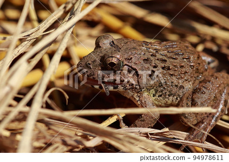 住在稻田裡的疣蛙 94978611