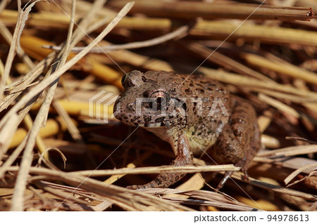 住在稻田裡的疣蛙 94978613