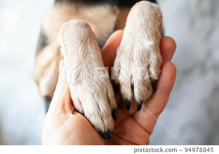Dog paws and human hand close up. Conceptual image of friendship Dog paws and human hand close up. Conceptual image of friendship 94978845