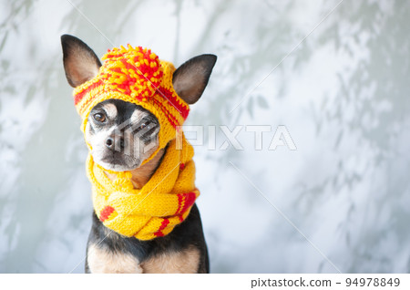 Funny dog in a hat and scarf, clothes for dogs in bad weather. Space for text. Lovely, funny puppy Funny dog in a hat and scarf, clothes for dogs in bad weather. Space for text. Lovely, funny puppy 94978849