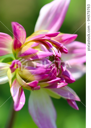 一朵鮮豔的粉紅色大麗花綻放在白色背景上，在陽光明媚的日子裡用微距鏡頭拍攝。 94979763