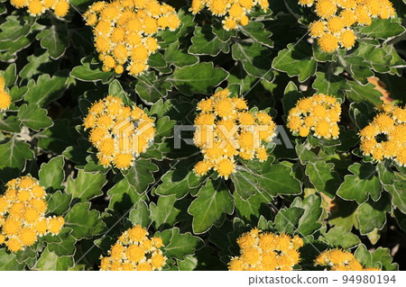 Hana羽毛花 Hana羽毛花 94980194