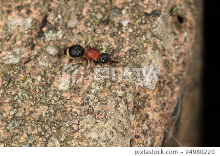 生物、昆蟲、Togemne 螞蟻、類似螞蟻的蜜蜂。只有雌性無翅，大小約 5 毫米。 94980220
