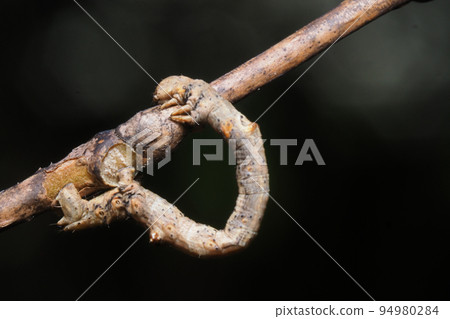 Mulberry melanaria larva Mulberry melanaria larva 94980284