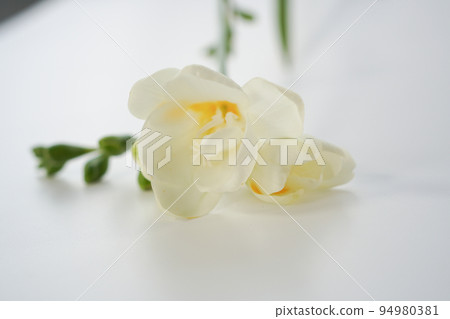 小蒼蘭花粉顯微照片(主題) 小蒼蘭花粉顯微照片(主題) 94980381