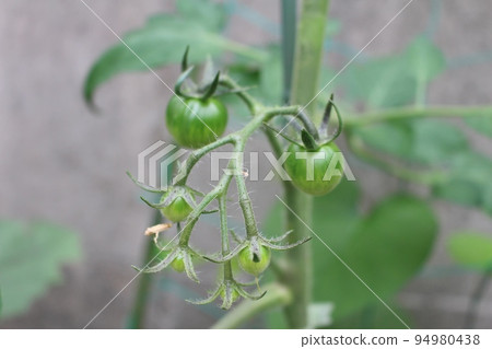 Green cherry tomatoes Green cherry tomatoes 94980438