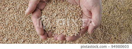 Wheat crisis, lack of grain and crops. Grains of wheat in the hand, against the background of the granary. The concept of the world food crisis. export and import. Wheat crisis, lack of grain and crops. Grains of wheat in the hand, against the background of the granary. The concept of the world food crisis. export and import. 94980603