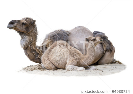 Cub with mother isolated on white background. The baby camel lies with his mother on the sand. Two camels lie on a hot sunny day turned in different directions Cub with mother isolated on white background. The baby camel lies with his mother on the sand. Two camels lie on a hot sunny day turned in different directions 94980724