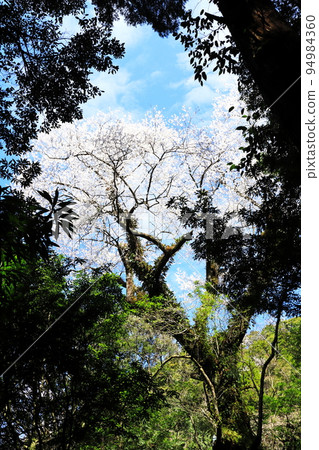 伊佐市美麗的江戶彼岸櫻花“飽和度強調” 94984360