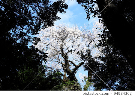 Edohigan cherry blossoms bloom beautifully in the forest Edohigan cherry blossoms bloom beautifully in the forest 94984362