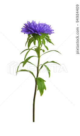 Purple aster flower solated Purple aster flower solated 94984409