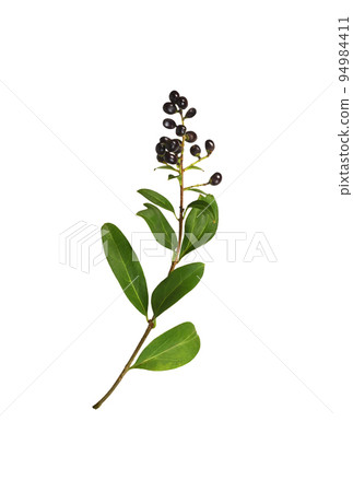 Twig of ligustrum with green leaves and black berries isolated 94984411