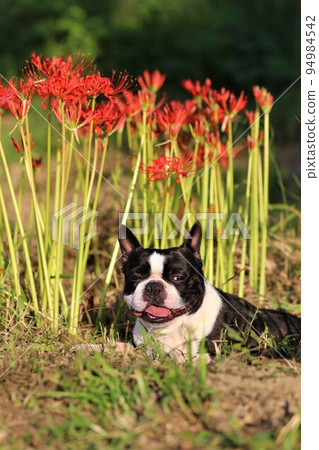 2022Mighty, a cute Boston terrier looking at the scenery in front of the cluster amaryllis blooming in the satoyama of Hatoyama, the happiest town in Japan. 94984542